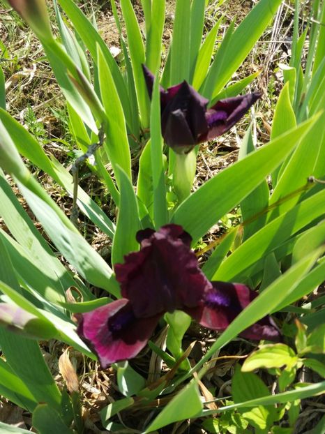  - Irisi infloriti in 2019