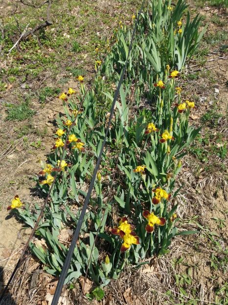  - Irisi infloriti in 2019