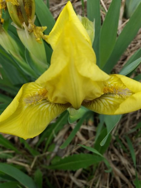  - Irisi infloriti in 2019