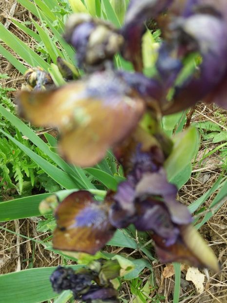  - Irisi infloriti in 2019