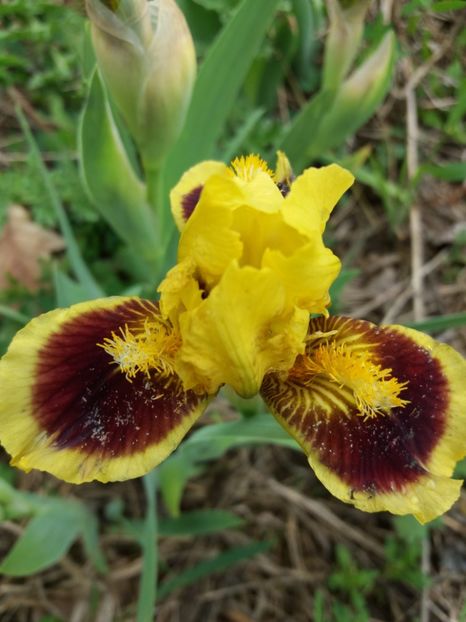  - Irisi infloriti in 2019