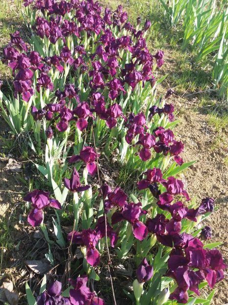  - Irisi infloriti in 2019