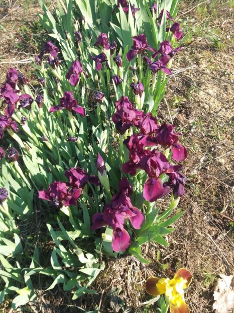  - Irisi infloriti in 2019