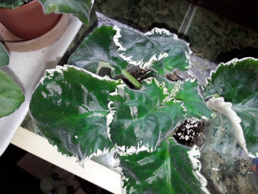  - Buckeye Irish Lace