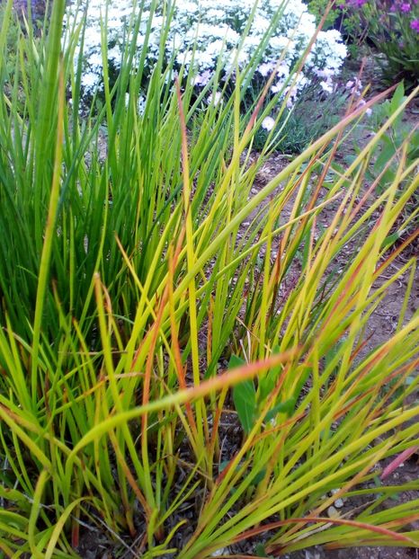  - curtea cu toate cele 2019