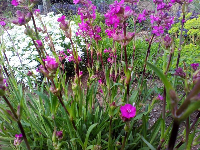  - curtea cu toate cele 2019