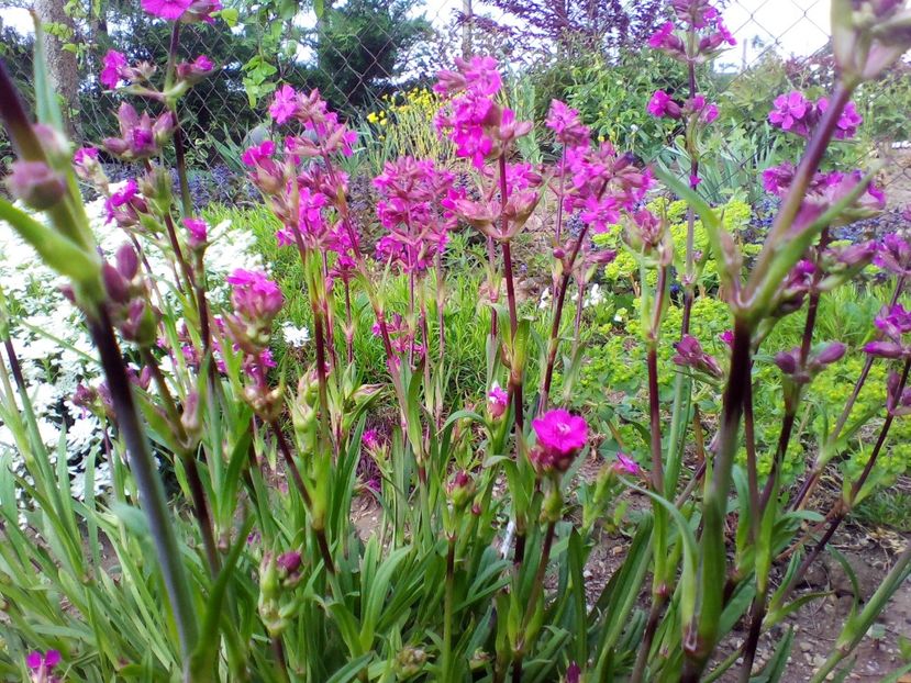  - curtea cu toate cele 2019