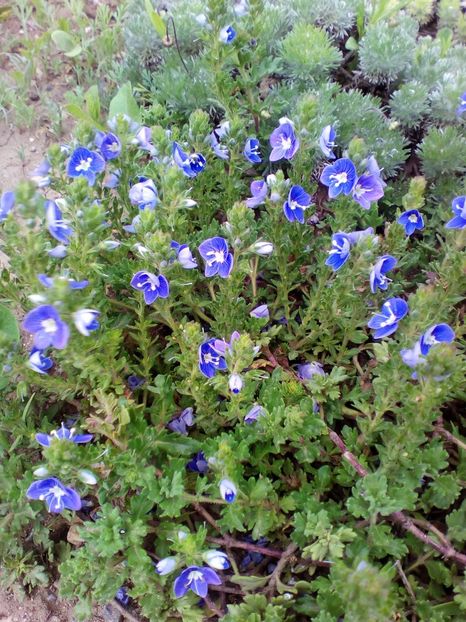  - curtea cu toate cele 2019