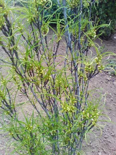  - curtea cu toate cele 2019