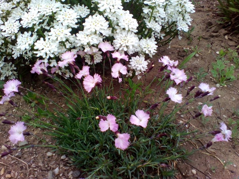  - curtea cu toate cele 2019