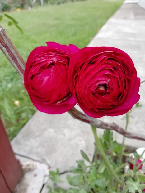 8.05 - gradina 2019