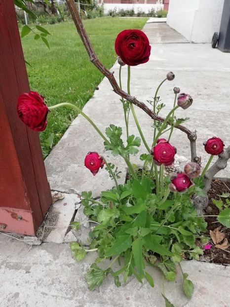 8.05 - gradina 2019