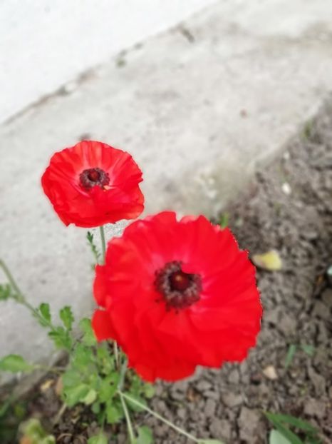 8.05 - gradina 2019