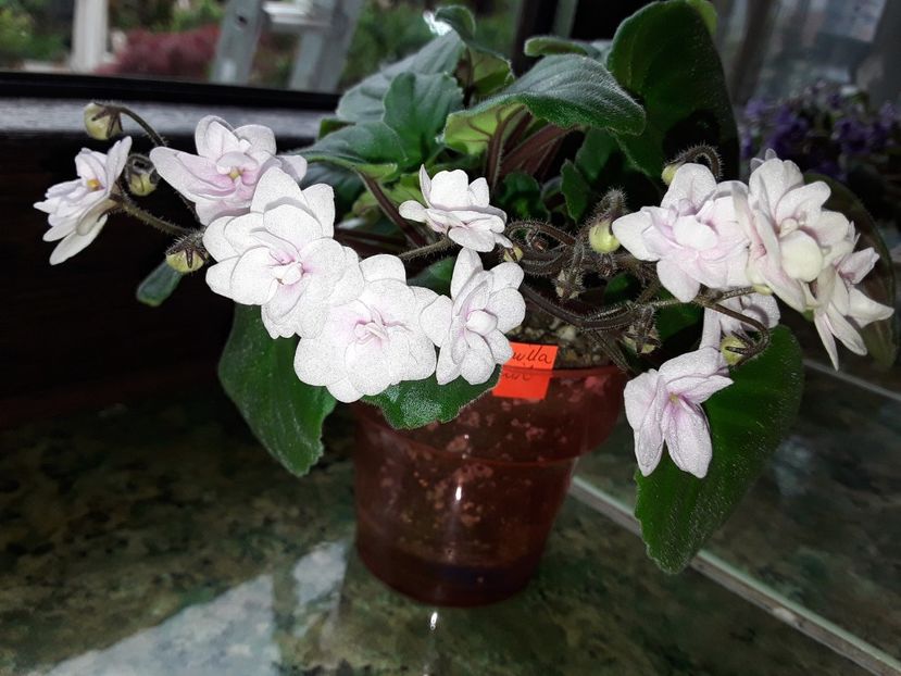  - Rob s Vanilla Trail