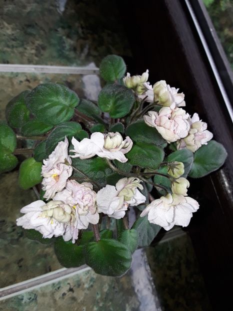  - Pink Mint