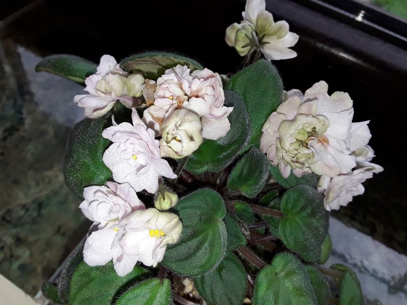  - Pink Mint