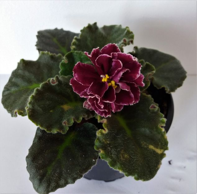 Tsarkaya Osoba1 - Tsarkaya Osoba