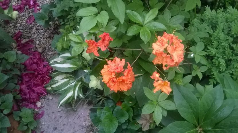 A. M. Gibraltar - Rhododendron