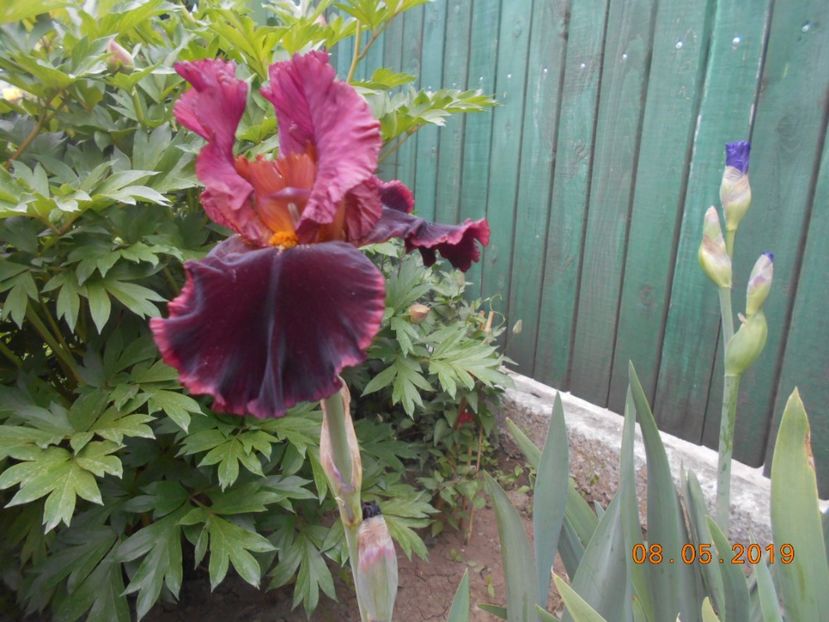 Strozaprety - 2Irisi 2019