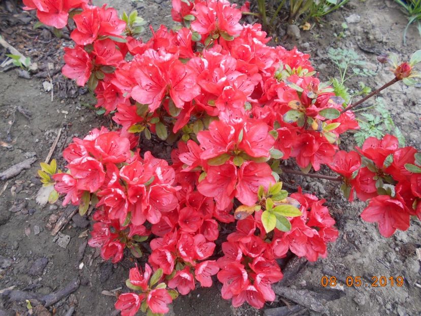 azalee Orange Beauty - 2Azalee-rhododendroni-hortensii-hoste 2019