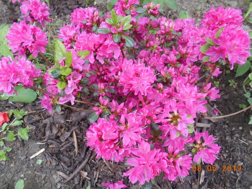 azalee Kermesina - 2Azalee-rhododendroni-hortensii-hoste 2019