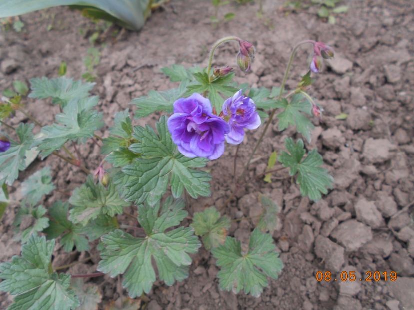 geranium Himalayense Plenum - 2Primavara2019