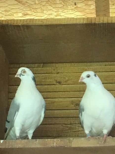 74A6A179-7B50-4863-B049-A1F7EF5E9841 - Poze de prin voliera 2019