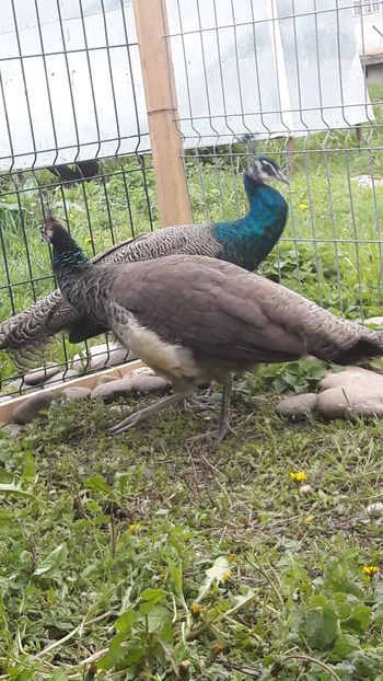  - A-1-Pauni Indian Blue