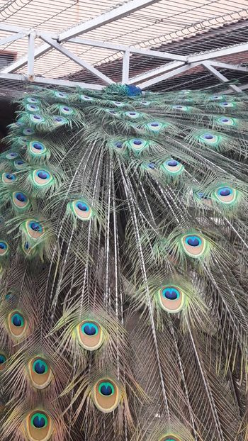  - A-2-Pauni umar negru