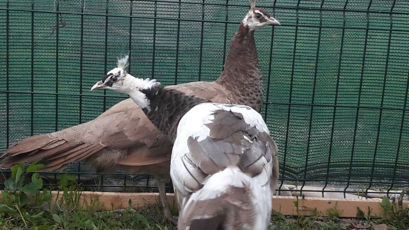  - A-4-Pauni arlechini