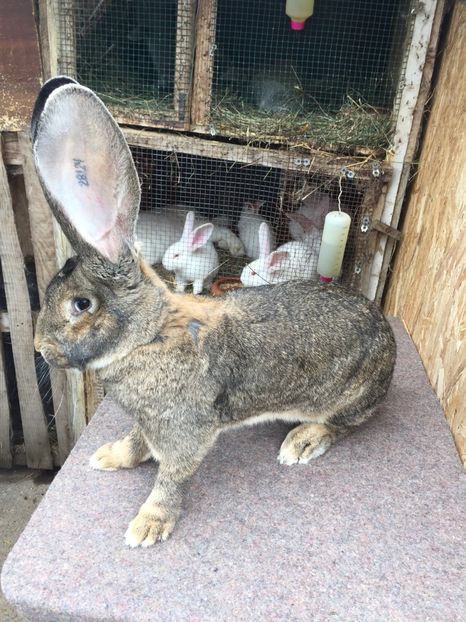 Un an și trei luni - RO8-28124