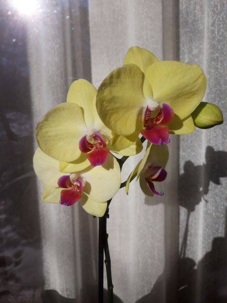  - 2 Orhidee Phalenopsis