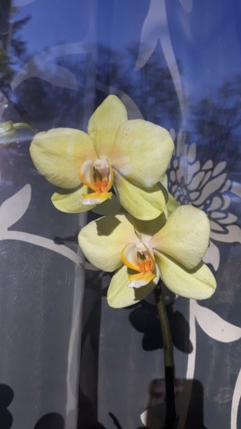  - 2 Orhidee Phalenopsis