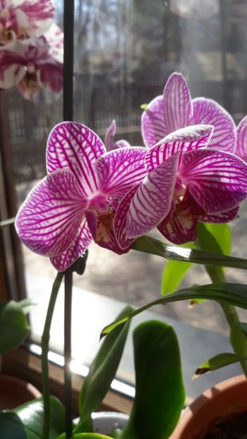  - 2 Orhidee Phalenopsis