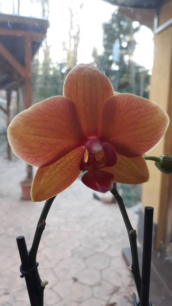  - 2 Orhidee Phalenopsis