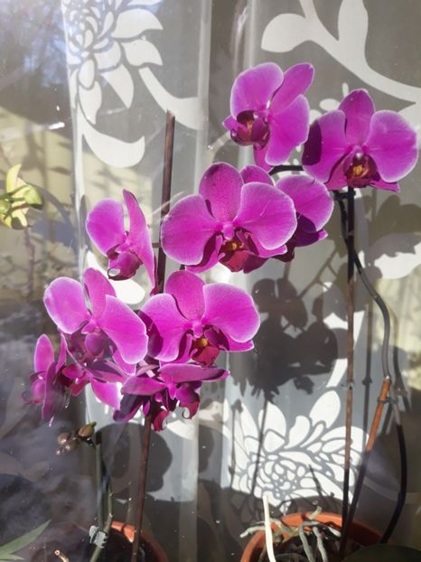  - 2 Orhidee Phalenopsis