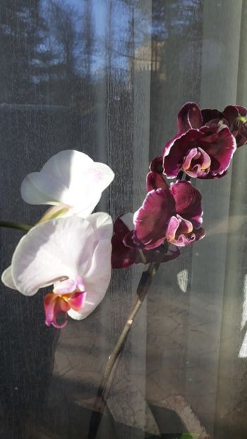  - 2 Orhidee Phalenopsis