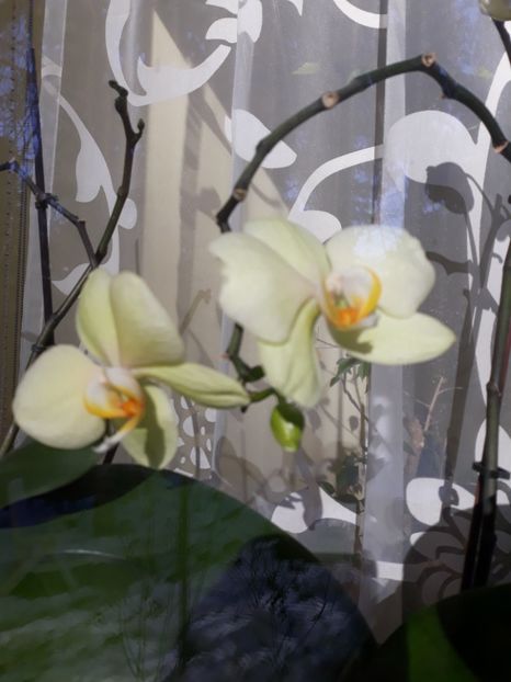  - 2 Orhidee Phalenopsis