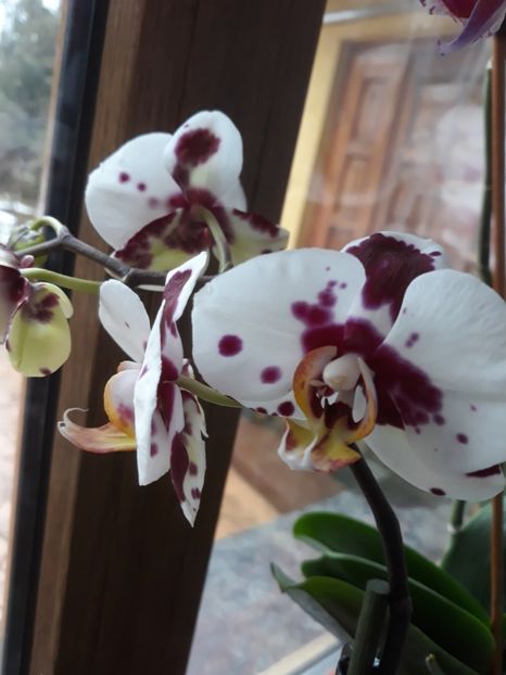  - 2 Orhidee Phalenopsis