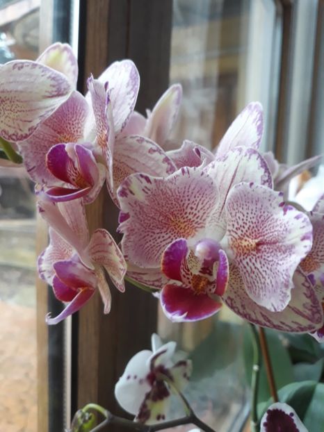  - 2 Orhidee Phalenopsis