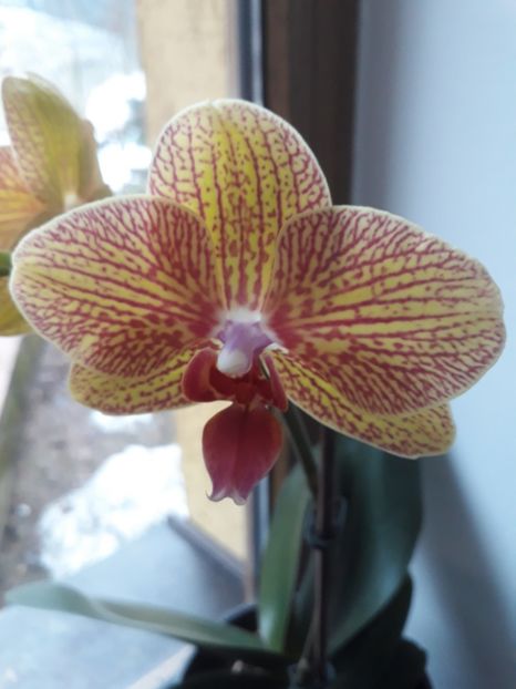  - 2 Orhidee Phalenopsis