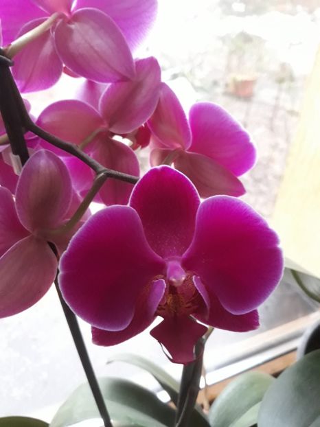  - 2 Orhidee Phalenopsis