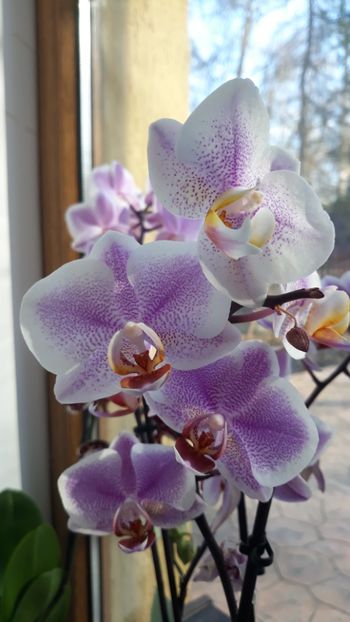  - 2 Orhidee Phalenopsis