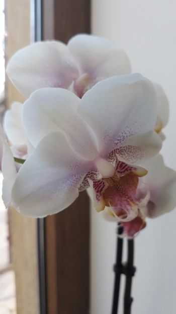  - 2 Orhidee Phalenopsis