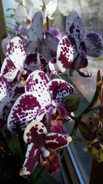  - 2 Orhidee Phalenopsis