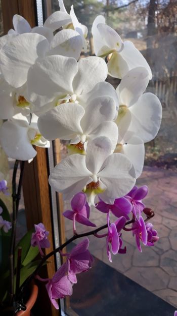  - 2 Orhidee Phalenopsis