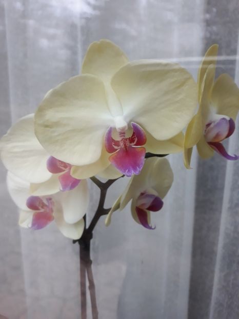  - 2 Orhidee Phalenopsis