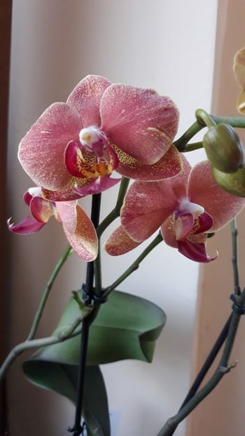  - 2 Orhidee Phalenopsis