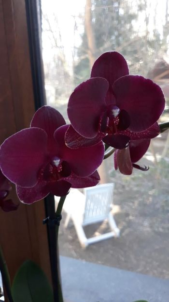  - 2 Orhidee Phalenopsis