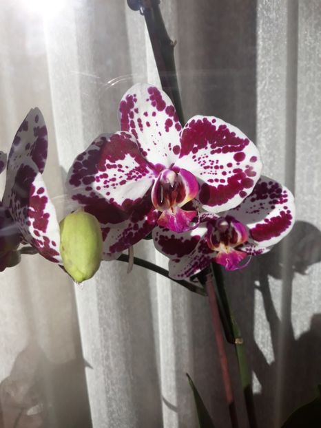  - 2 Orhidee Phalenopsis
